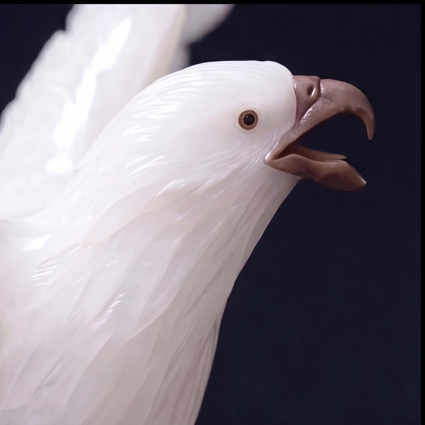 Alba Bianca — head turn