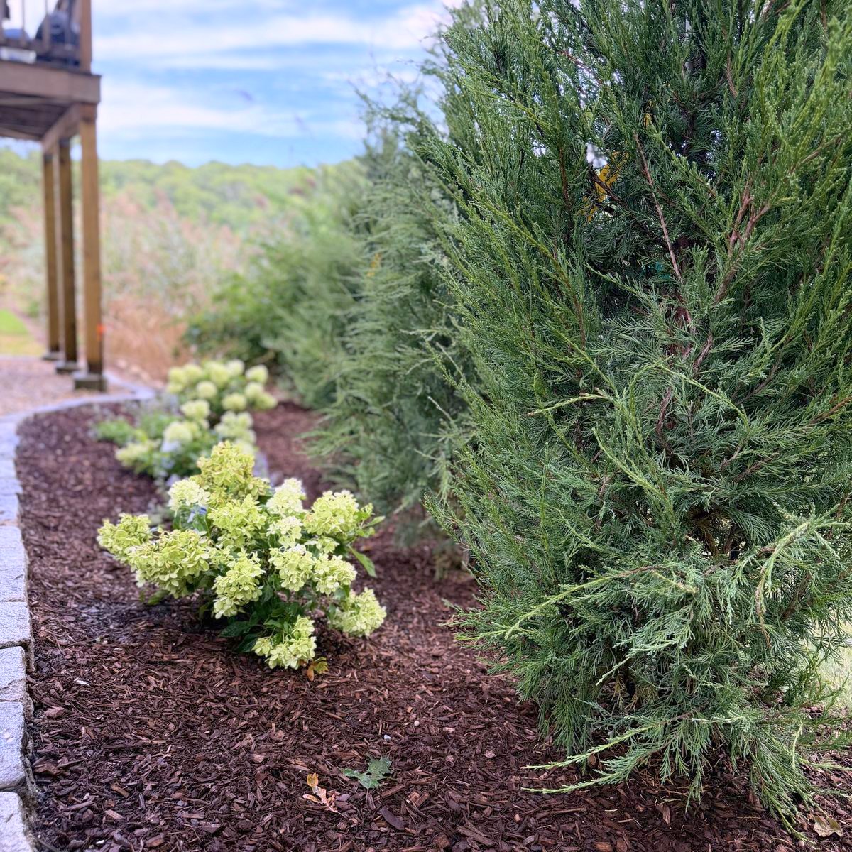 Hydrangeas and upright junipers planted out along the mulched bed, cobble edge running past them